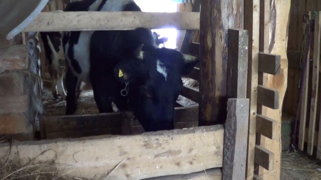 УТРО ФЕРМЕРА 8 МАРТА! ДОРОГИЕ ДЕВУШКИ С ПРАЗДНИКОМ! смотреть онлайн