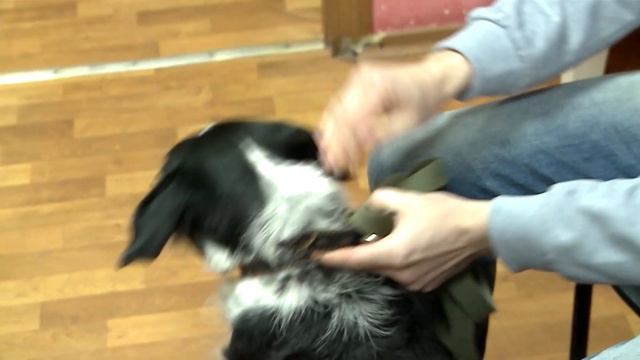 Пушистые Герои Дня