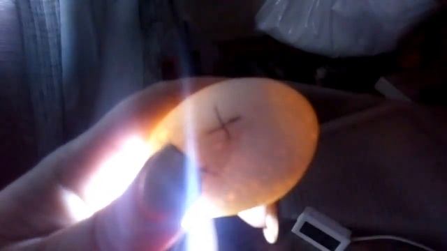 Продолжение первой инкубации. смотреть онлайн