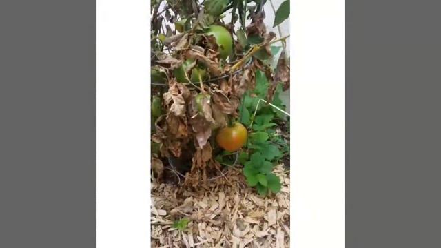 Harvest Day - urban gardening смотреть онлайн