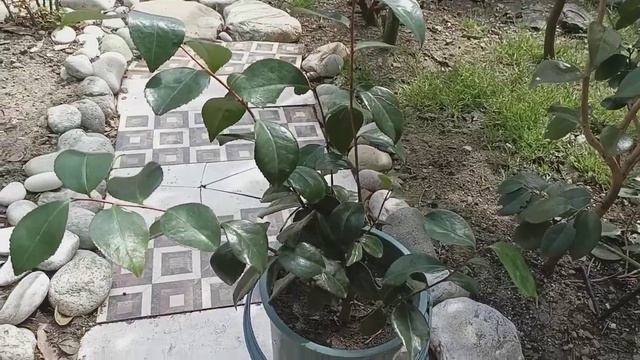 Камелия. Сорт Bonomiana. смотреть онлайн
