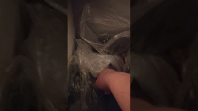 Ты точно не хочешь завести шиншиллу смотреть онлайн