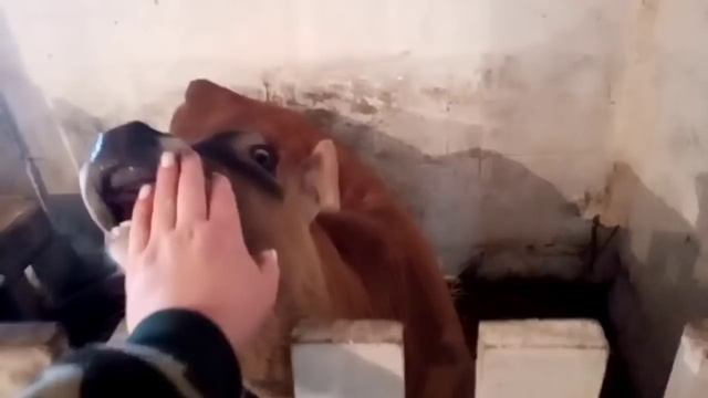 Копалка/коровы/телята/вытижка в сарае/купила инкубатор смотреть онлайн