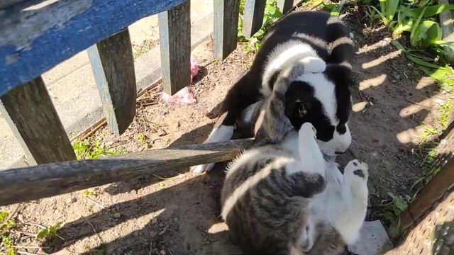 САО Алабай нападает на кота смотреть онлайн