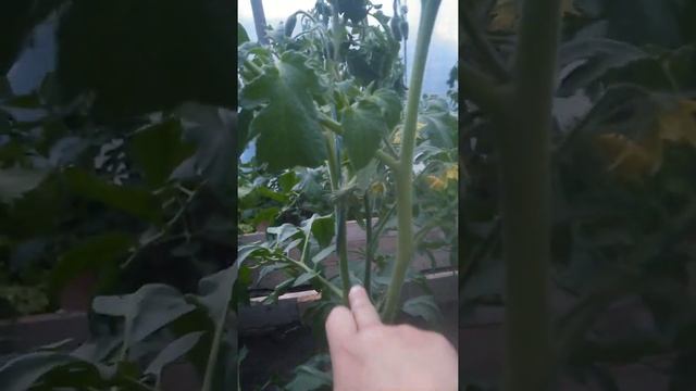 Томат Странная вещь девушки. Строение куста смотреть онлайн