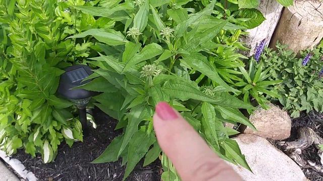 Townhouse Urban Garden June 2019 смотреть онлайн