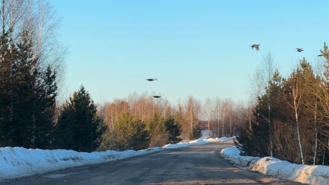 Охота, весна 2024!!!!