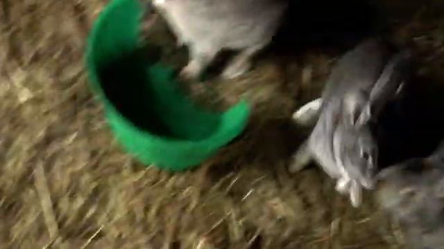 Кролики. У Рината Исмагилова.MOV001.MOD смотреть онлайн