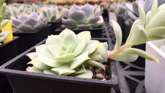 Echeveria fun queen 多肉植物圖鑑 范女王 смотреть онлайн