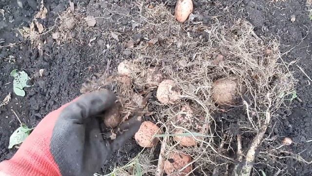 Как правильно вырастить хороший урожай картофеля смотреть онлайн