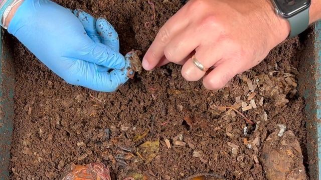 Shrimp & Egg Shell Update + Whole Carrot Experiment | Vermicompost Worm Farm смотреть онлайн