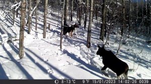 Чертовщина в кадре фотоловушки, полтергейст в лесу.