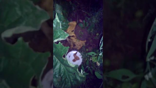 Нашли ёжика