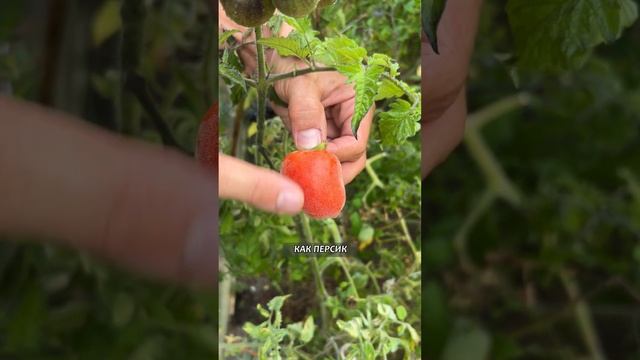 Волосатый помидор: Бывают и такие смотреть онлайн