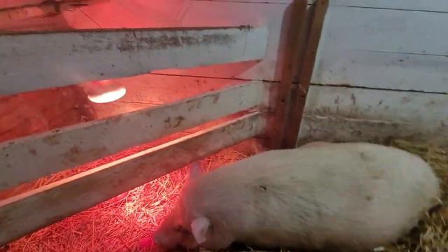 ПЕРВЫЙ ОПОРОС, СОСКОВ НЕ ХВАТАЕТ!!!