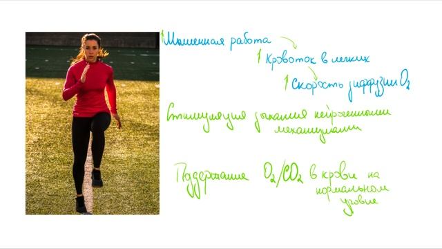 Лекция 24. Физиология спорта и движения. Нормальная физиология. смотреть онлайн