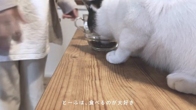 vlog／ひとりを楽しむ日常／I made うどんチヂミ、米粉スコーン смотреть онлайн