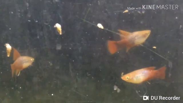 PLATY FISH CARE GUIDE VR AQUA смотреть онлайн