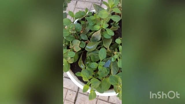 Петуния, я тебя не боюсь! /Обрезка петунии в августе-цветение до поздней осени ??? смотреть онлайн