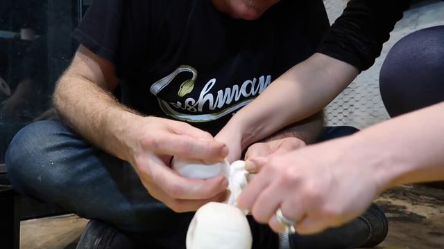 DISASTER While Removing Python Eggs! [I Messed Up] смотреть онлайн