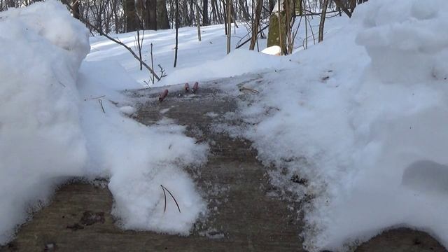 2 часть, Чем отпугнуть животных в лесу. смотреть онлайн