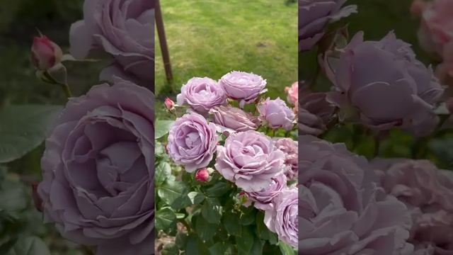 Зацвёл долгожданный Novalis. Флорибунда Kordes 2010 #rose #цветениероз #flowers #floribunda смотреть онлайн