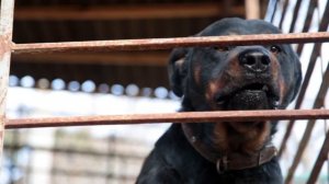 Рычание злой собаки (Звук в высоком качестве) (9 секунд) #рычание #ротвейлер #злаясобака