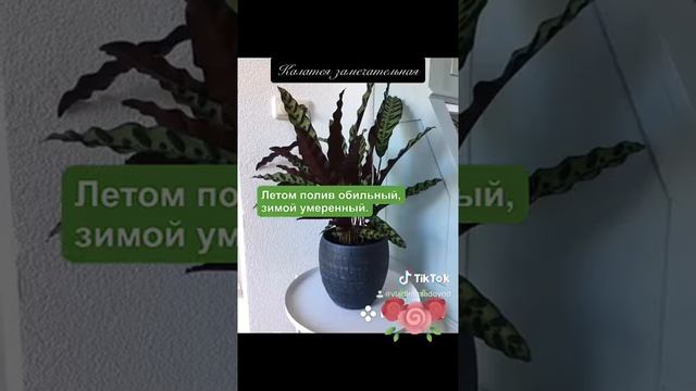 Калатея замечательная смотреть онлайн