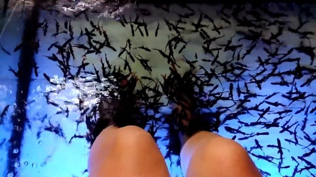Фиш пилинг или массаж рыбками в Таиланде рыбки семейства Гарра Руфа смотреть онлайн