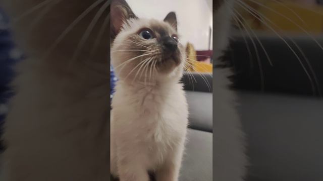 Купила блин милого котëнка...