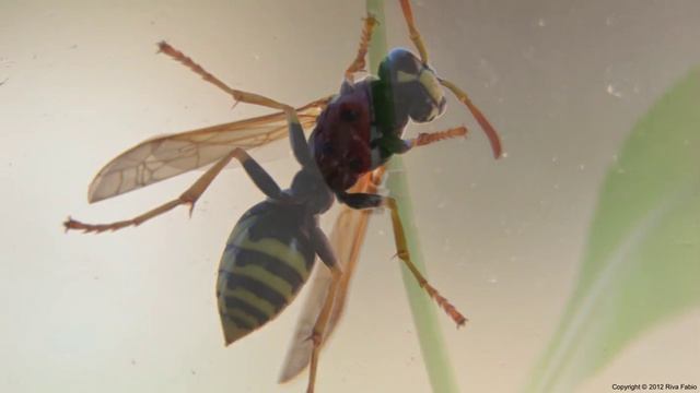 macro lens nikon d3100 смотреть онлайн