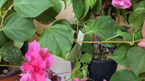 Отличие сортов бугенвиллии