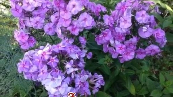 Флоксы Лучшие сорта