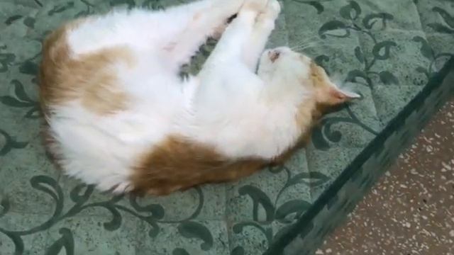 Fip Hastası Kedimiz Neriman Öldü! 2 Yavru Kedi Kayıp! смотреть онлайн
