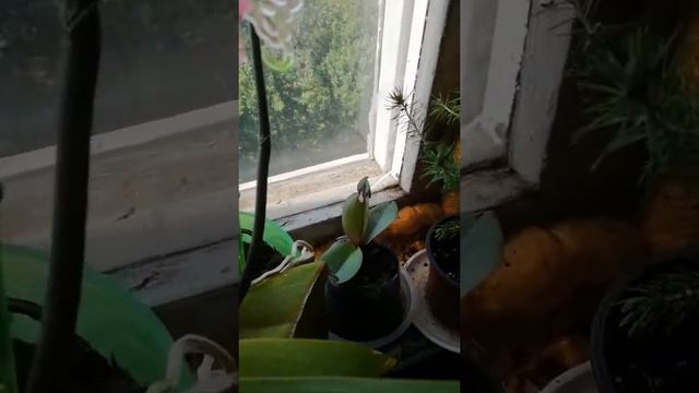 Цветы ( Алёнка тв) смотреть онлайн