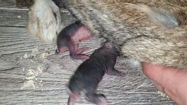 ИСКУССТВЕННОЕ ВСКАРМЛИВАНИЕ КРОЛЬЧАТ/СПАСАЕМ КРОЛЬЧАТ/НОВОРОЖДЕННЫЕ КРОЛЬЧАТА смотреть онлайн