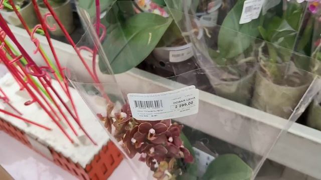 Шикарный НОВЫЙ ЗАВОЗ ОРХИДЕЙ в Планета ЛЕТО ? УДИВИЛАСЬ Ассортименту ❗ смотреть онлайн