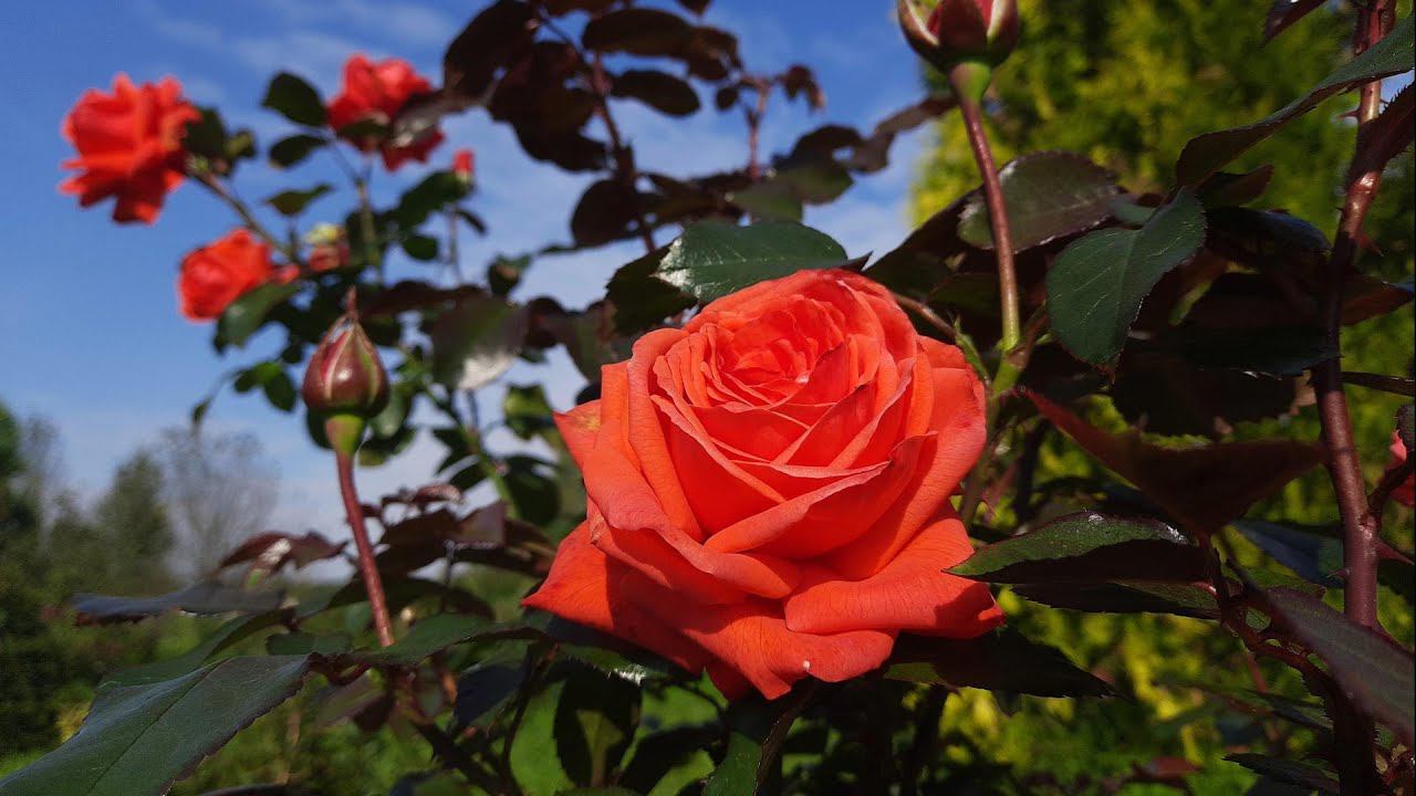 Цветение роз на 12 сентября. Северо-Западный регион. Сад без химии