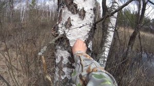 Березовый сок. Как правильно собирать березовый сок!