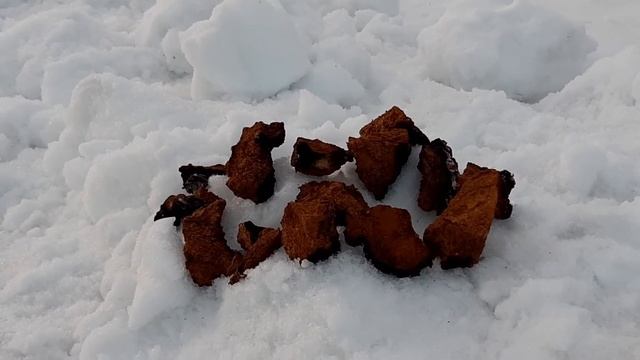 Берёзовый гриб "ЧАГА" -- удар по КОРОНОВИРУСУ(COVID - 19),профилактика ! смотреть онлайн