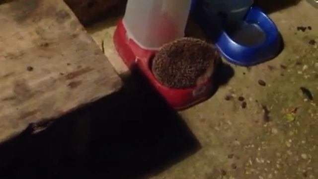 Ежик на даче ест кошачий корм смотреть онлайн