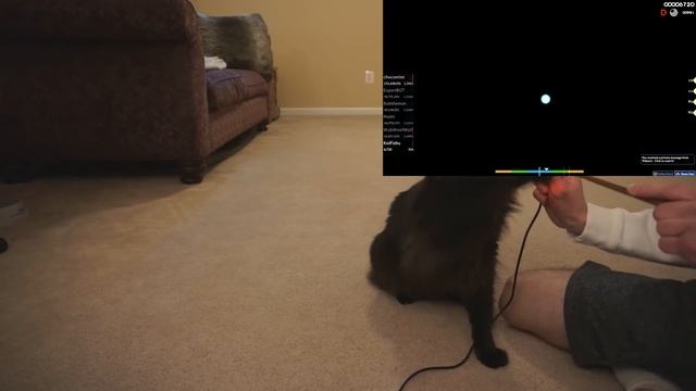 I Taught My Cat to Play osu! смотреть онлайн