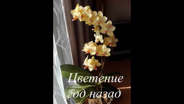 Цветение Phal. Sunshine и Phal. Starfish. смотреть онлайн