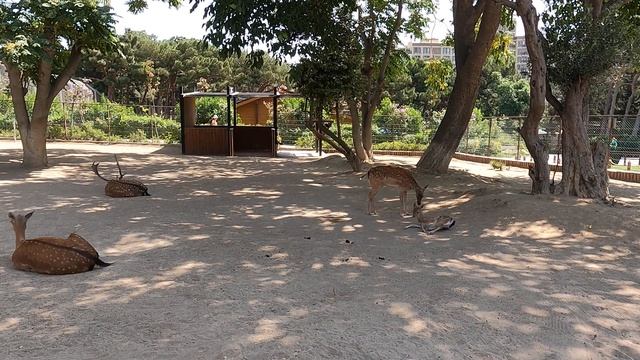Lan Xallı maral 4K Dama Dama European fallow deer Лань или европейская лань смотреть онлайн