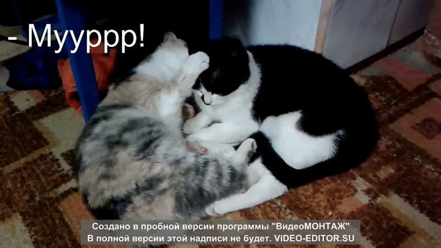 Кошачья любовь: Люся - самая заботливая жена;)) смотреть онлайн