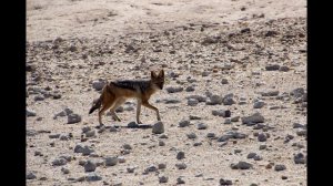 Лай обыкновенного шакала