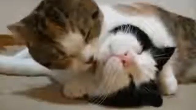 Кто как дружит. Смотреть для хорошего настроения! смотреть онлайн