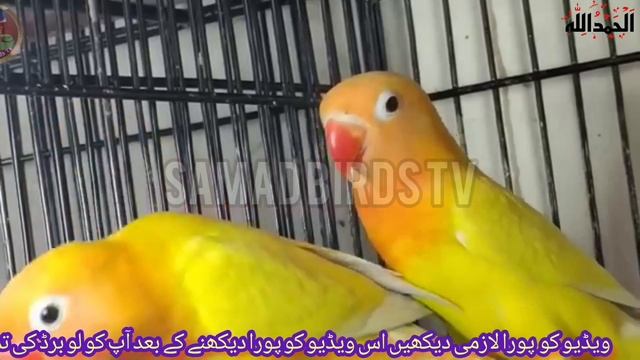 Love Birds Complete Information | Lovebirds Breeding Tips In Urdu/hindi | LoveBirds As Pets Busines