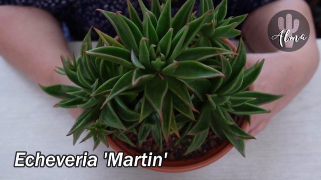 Echeveria 'Martin' #LaSuculentaElegidadelDía смотреть онлайн