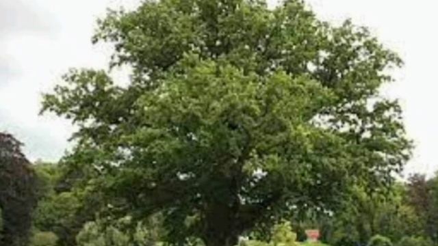 5 класс. Что за прелесть эти сказки! смотреть онлайн